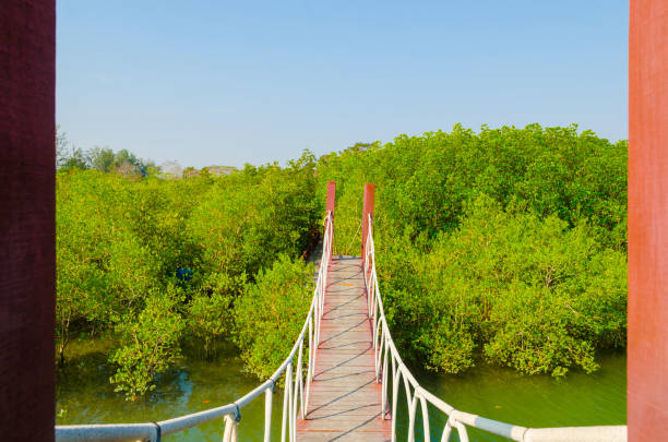 istock Suspension bridge in mangrove forest, tropical site 972196922