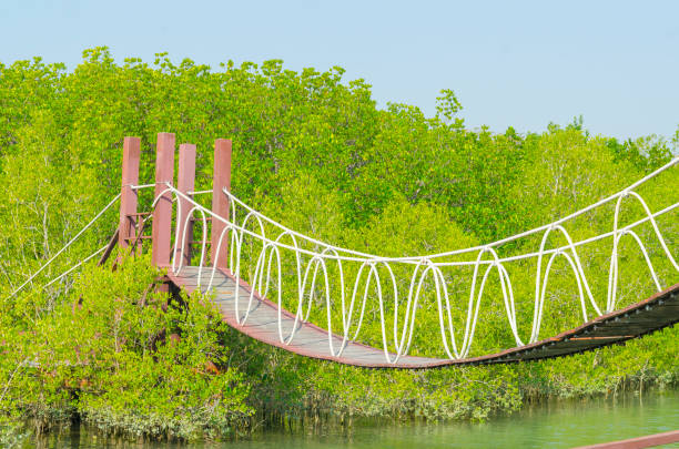 istock Suspension bridge in mangrove forest, tropical site 972197148