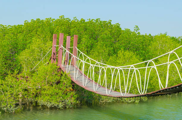 istock Suspension bridge in mangrove forest, tropical site 972197156