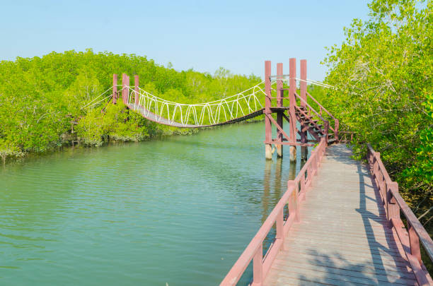 istock Suspension bridge in mangrove forest, tropical site 972197158