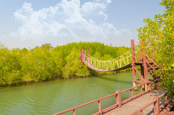 istock Suspension bridge in mangrove forest, tropical site 972197196