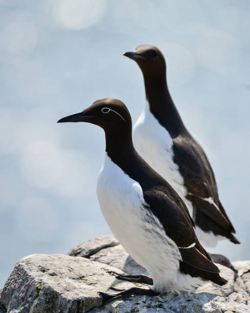 istock Beautiful Common Guillemot on cliff face on bright Spring day 972197246