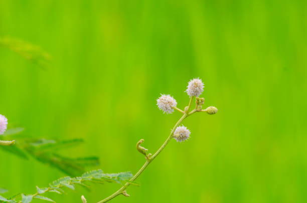 flower in green rice field