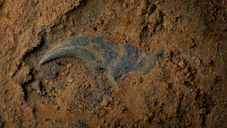 Velociraptor Claw Fossil Rotating Overhead Shot