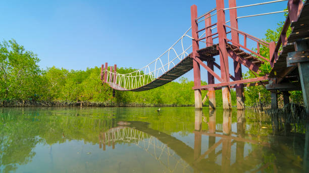 istock Suspension bridge in mangrove forest, tropical site 972197364