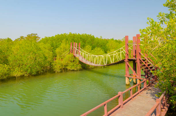 istock Suspension bridge in mangrove forest, tropical site 972197368