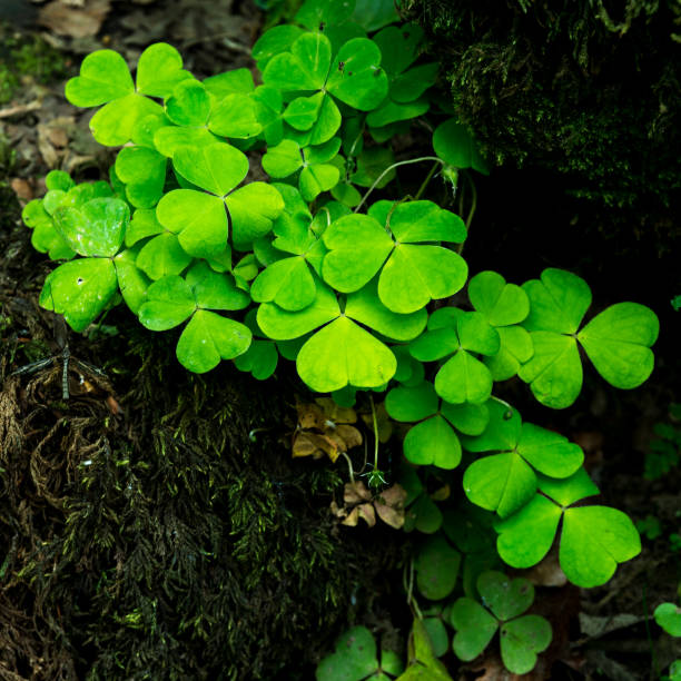 istock Small vibrant colorful green patch of clover in waterfall landscape setting 972197554