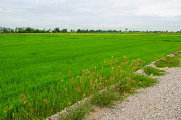 rice plant in rice field