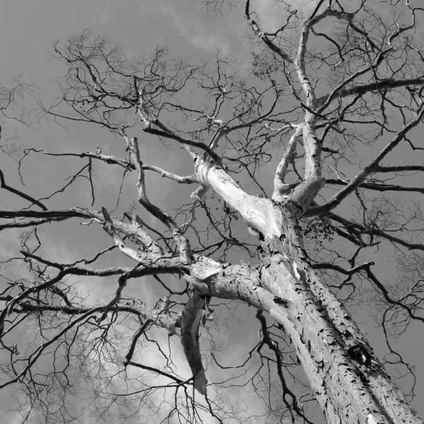 istock branches of trees in black and white tone 972199914
