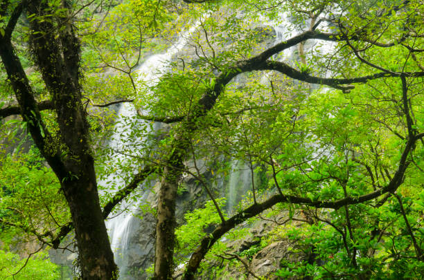 istock Stream in the tropical forest. 972200112