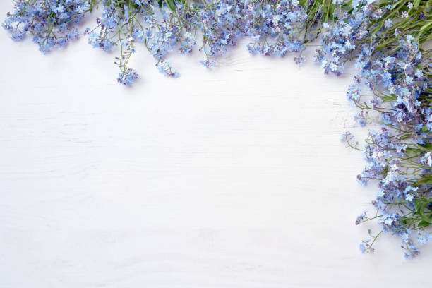 blue forget-me-nots flowers on white wooden  background. copy space, top view. holiday background. - miosótis imagens e fotografias de stock