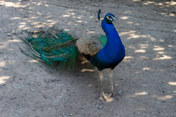 istock Close-up, a peacock standing on the ground. 972206012