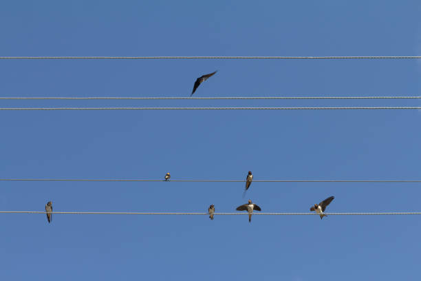 istock Flock of swallows on blue sky background. 972208540