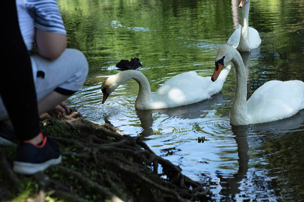 istock Mute swan, Cygnus olor, being fed by a child 972208546