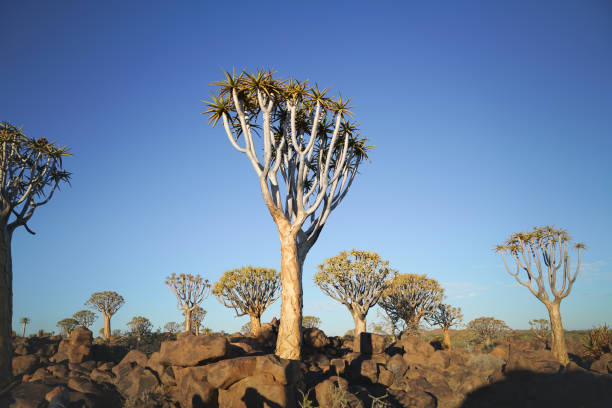 namibia głaz porozrzucane kołczan drzewo las - keetmanshoop zdjęcia i obrazy z banku zdjęć