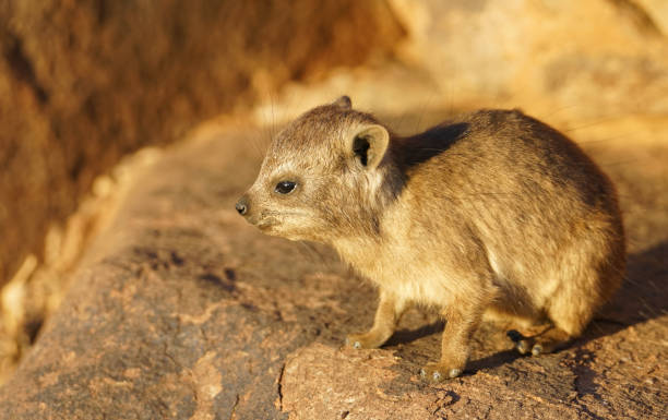 Dassie on rocks a late afternoon sun Dassie on rocks a late afternoon sun tree hyrax stock pictures, royalty-free photos & images