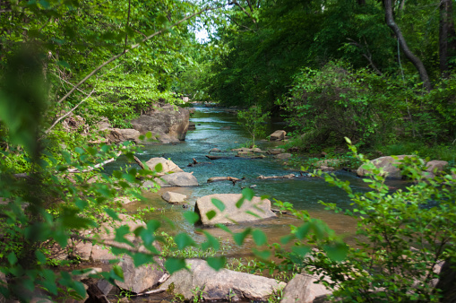 Peeking for a view of the body water embedded in the woods.