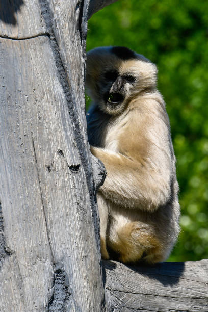 istock White Cheeked Gibbon 972214134