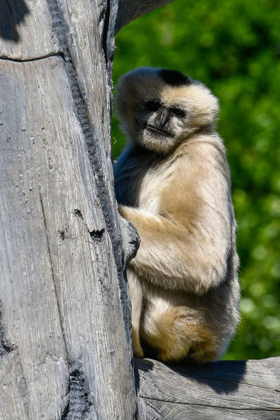 istock White Cheeked Gibbon 972214148
