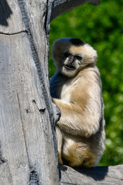 istock White Cheeked Gibbon 972214166