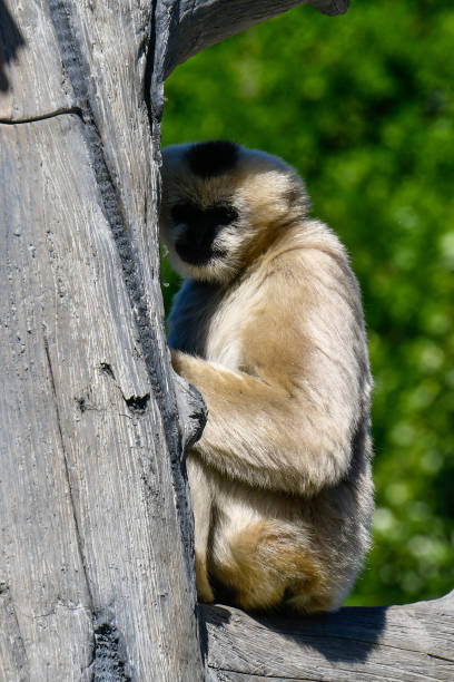 istock White Cheeked Gibbon 972214176