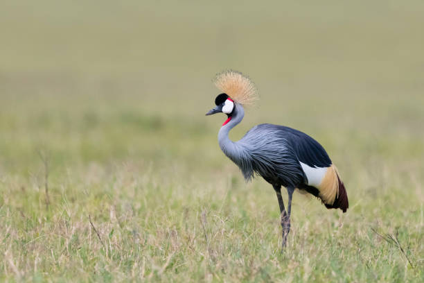 Grey crowned crane, national bird of Uganda, Balearica regulorum. Ngorongoro crater, Tanzania, Africa.