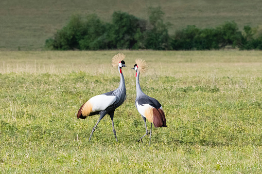Two Grey Crowned Cranes, african bird, endangered specie