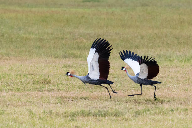 Grey crowned crane, national bird of Uganda, Balearica regulorum. Ngorongoro crater, Tanzania, Africa.