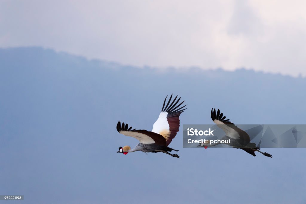 Grey Crowned Cranes in flight, african bird, endangered specie Grey crowned crane, national bird of Uganda, Balearica regulorum. Ngorongoro crater, Tanzania, Africa. Flying Stock Photo