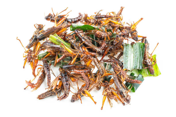 Grasshopper, Fried insect isolated on white background