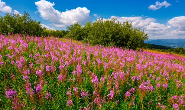 istock fire weed meadow in mountains 972233048