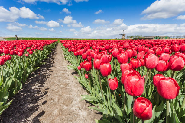 istock North Holland The Netherlands Europe 972233234