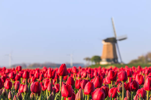 北オランダ オランダ ヨーロッパ - netherlands windmill farm farmhouse ストックフォトと画像