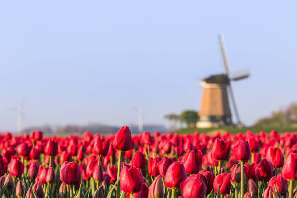 северная голландия нидерланды европа - netherlands windmill farm farmhouse стоковые фото и изображения