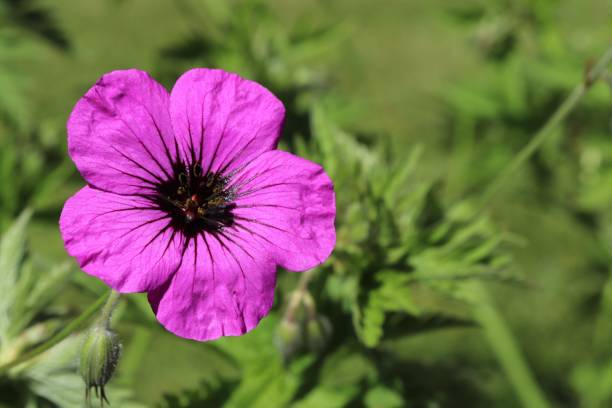 istock Close up of pink flower 972233432