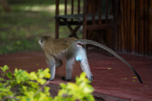 Male vervet monkey with blue scrotum