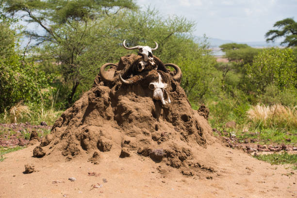 Termite Mound Termite Mound with buffalos skull  in Lake Manyara NP, Tanzania termite mound stock pictures, royalty-free photos & images