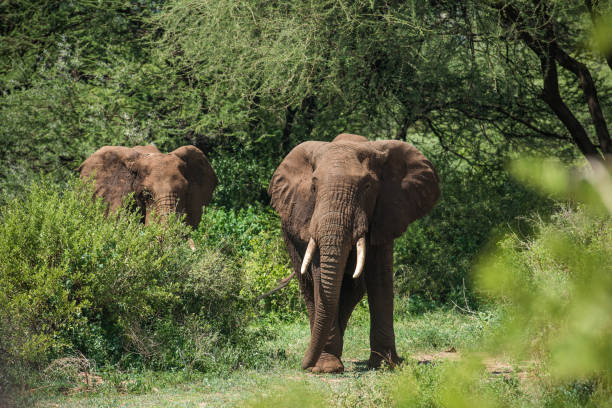 istock Two elephants in green bushes 972240922
