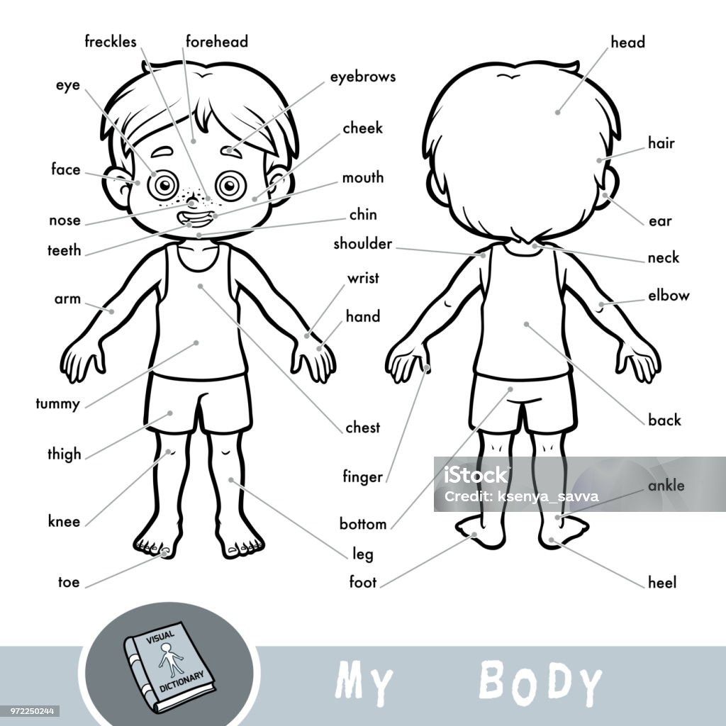 Visual dictionary for children about the human body. My body parts for a boy. Cartoon visual dictionary for children about the human body. My body parts for a boy. The Human Body stock vector