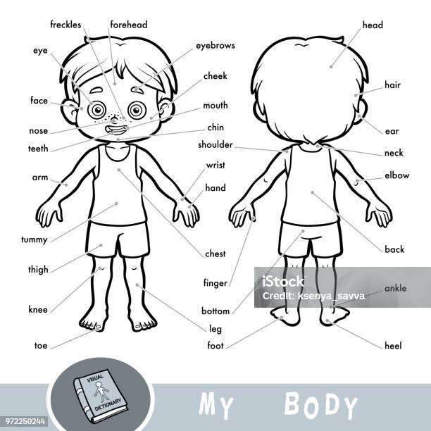 Visual Dictionary For Children About The Human Body My Body Parts For A Boy Stock Illustration - Download Image Now