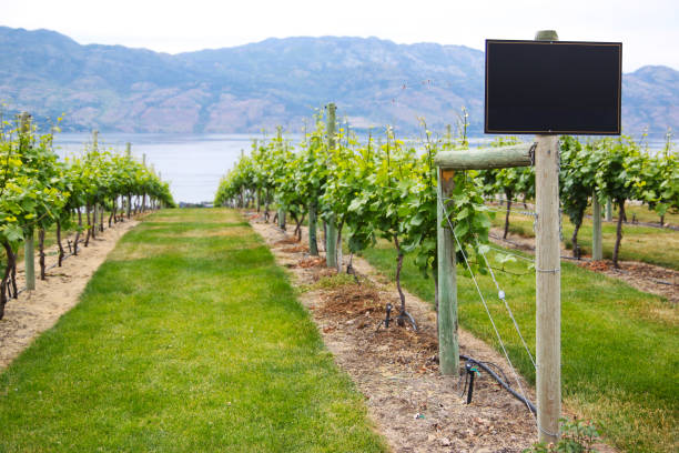 Winery Vineyard Sign With Copy Space