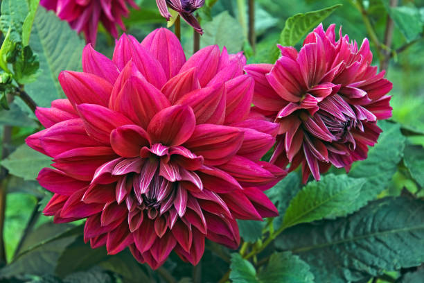 istock Garden dahlia flowers. 972252754