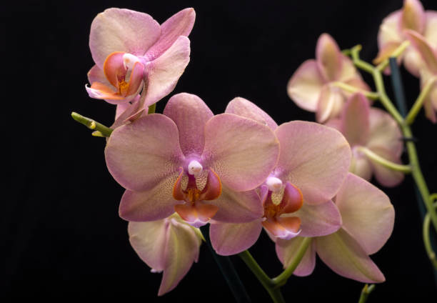 istock Pastel orchid flower isolated on black background 972257564