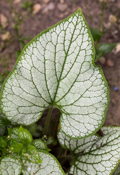 istock Heartleaf brunnera, Siberian bugloss ( Brunnera macrophylla 'Jack Frost ') in garden 972257652