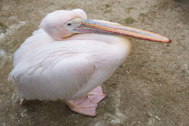 big pink bird in wild