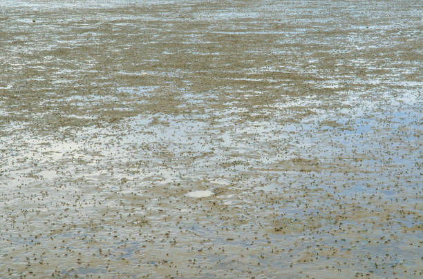 istock The vast muddy beach in Thailand. 972285228