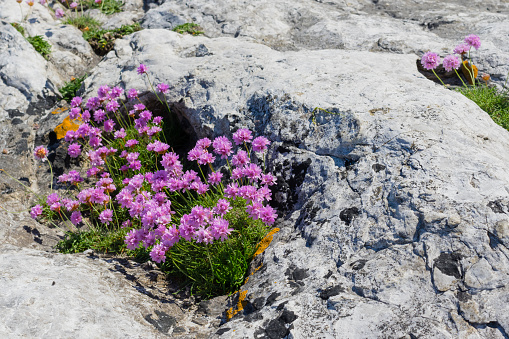 Cluster of Sea Thrift growing in the hollow of limestone rocks.  A rugged coastal plant, it copes well with  poor soil, exposed sites or  windy spots. Its neat carpet of evergreen leaves is topped with lollipops of candy-pink flowers from May to September. Also know as Sea Pink and Armeria maritima.  Islandmagee, County Antrim, Northern Ireland.