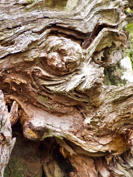 istock tortous wood 972294044