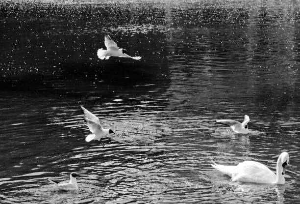 istock gull and Swan on the pond black and white image 972298310