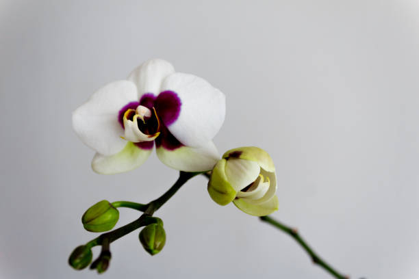 istock beautiful white and purple orchid blooming 972299006